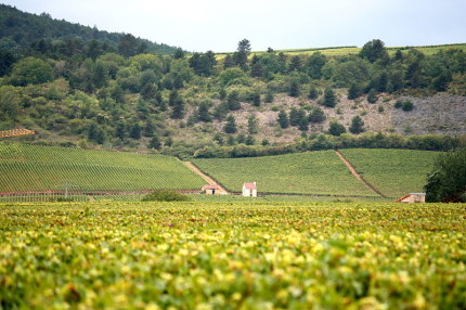 Burgundy France Wine Region / Megan Mallen / CC BY 2.0 via Flickr